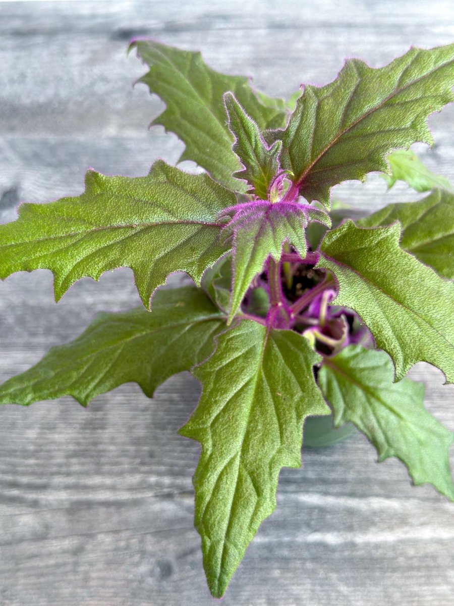 purple fuzzy house plant Gynura aurantiaca 'Purple Passion'