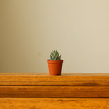 Haworthia 'African Pearls' - Ed's Plant Shop