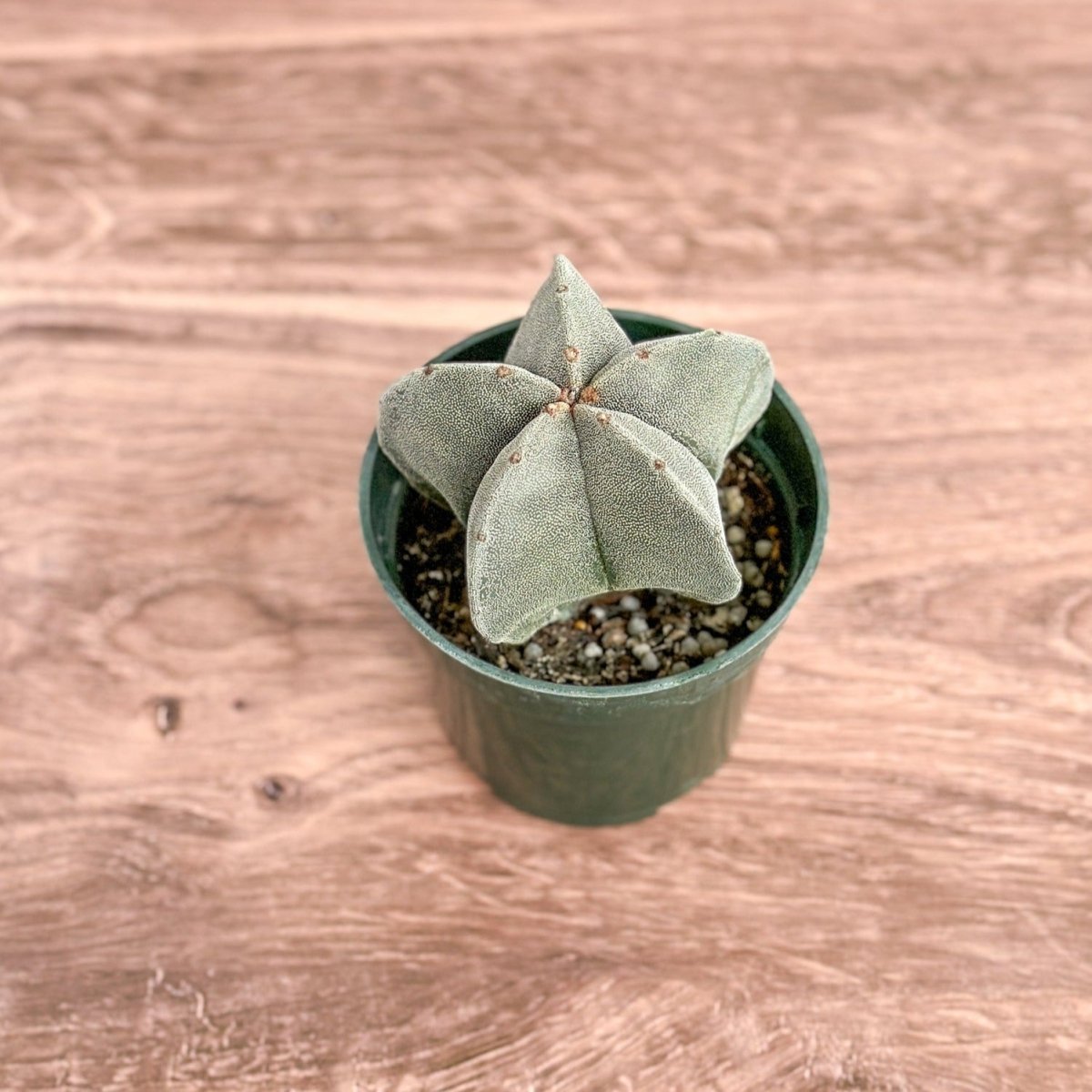 Haworthia retusa - Star Cactus - Ed's Plant Shop