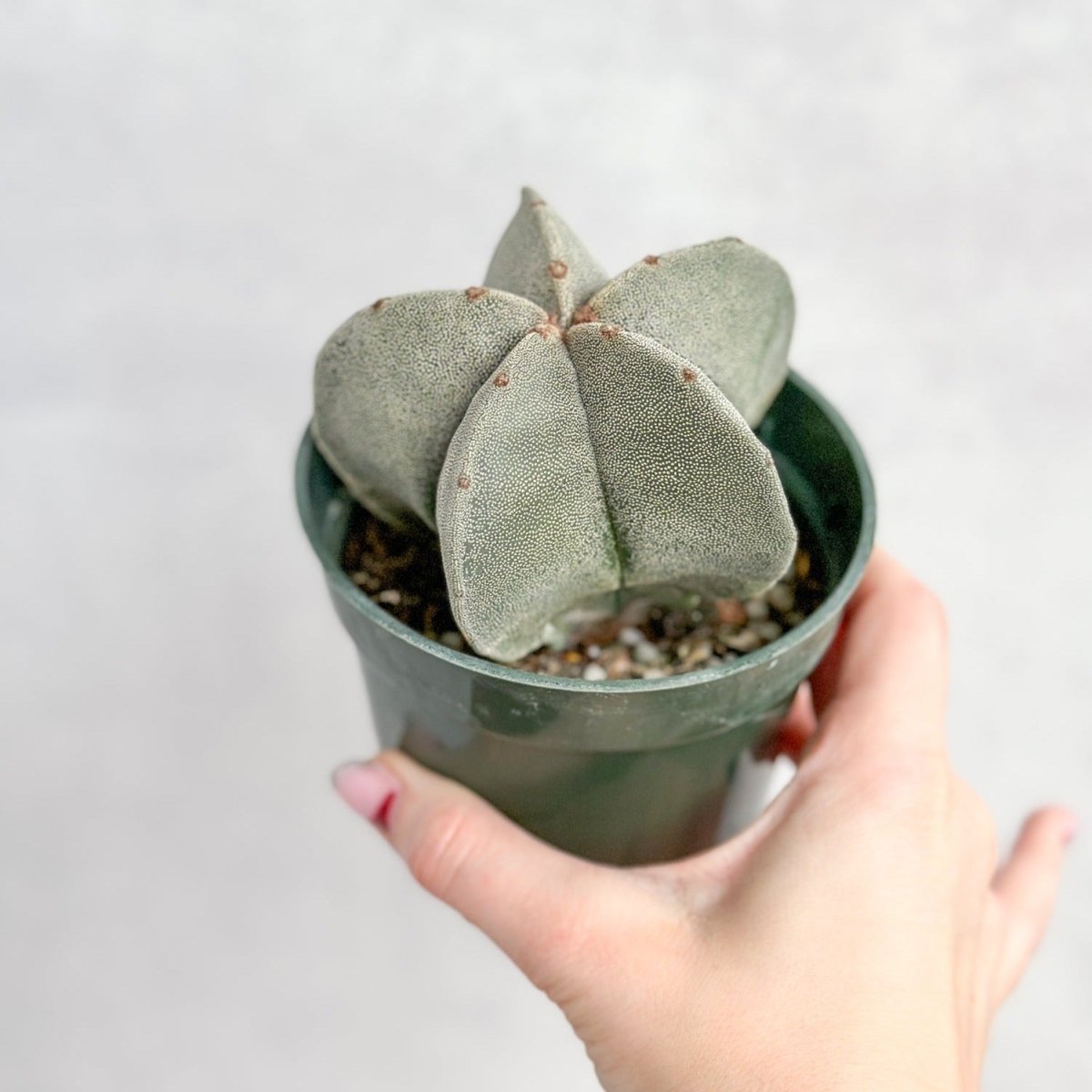 Haworthia retusa - Star Cactus - Ed's Plant Shop