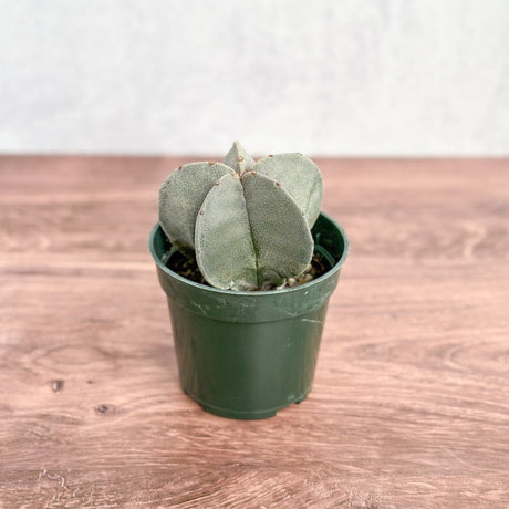 Haworthia retusa - Star Cactus - Ed's Plant Shop