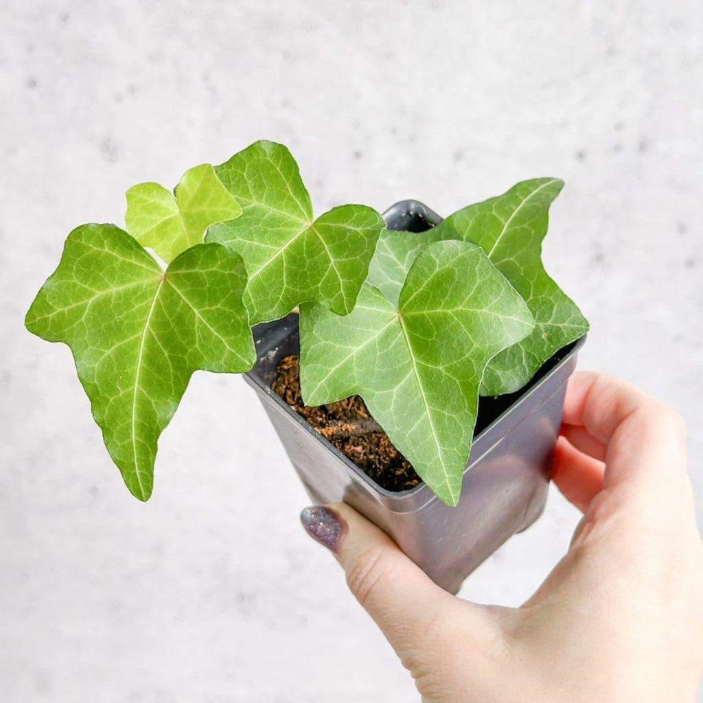 Hedera Helix ‘English Ivy’ - Ed's Plant Shop