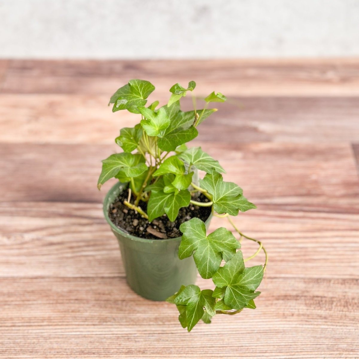 Hedera Helix ‘English Ivy’ - Ed's Plant Shop