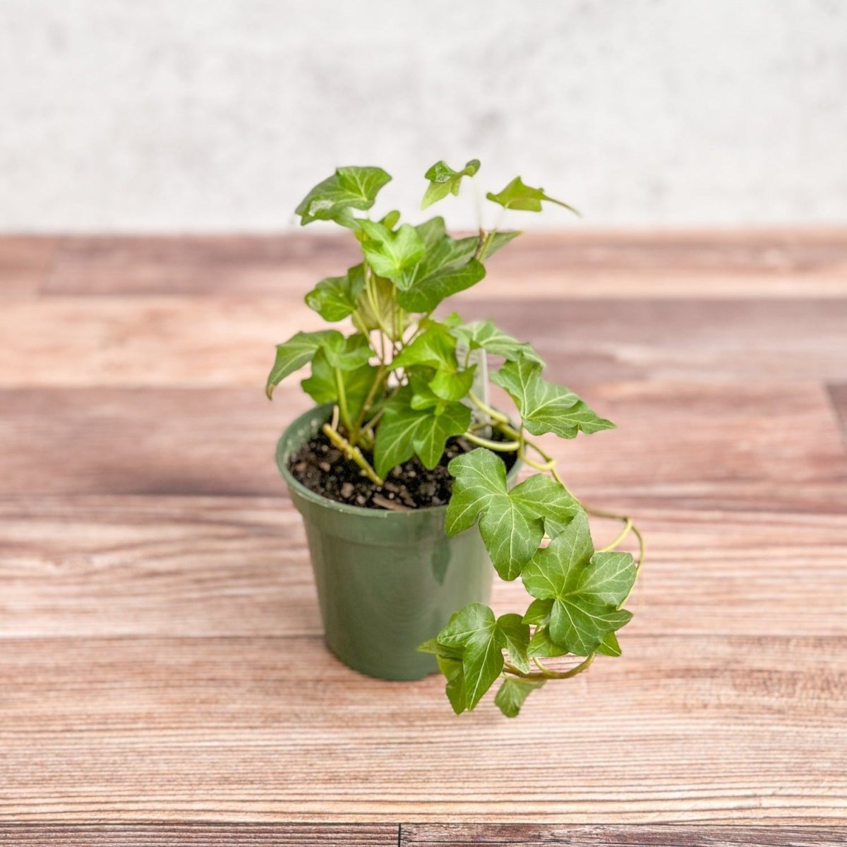 ivy vine indoor plant 4.5" Nursery Pot