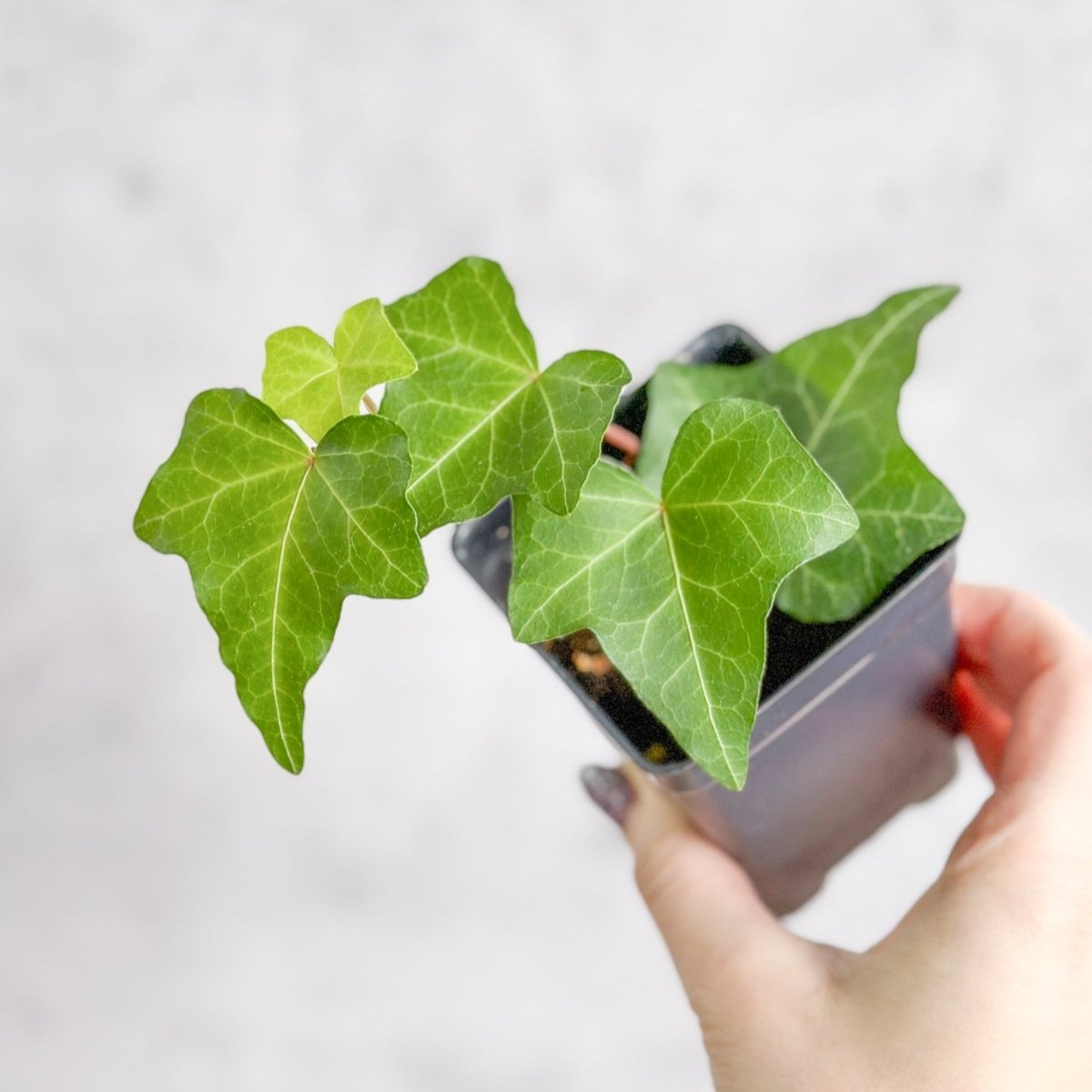 Hedera Helix ‘English Ivy’ - Ed's Plant Shop