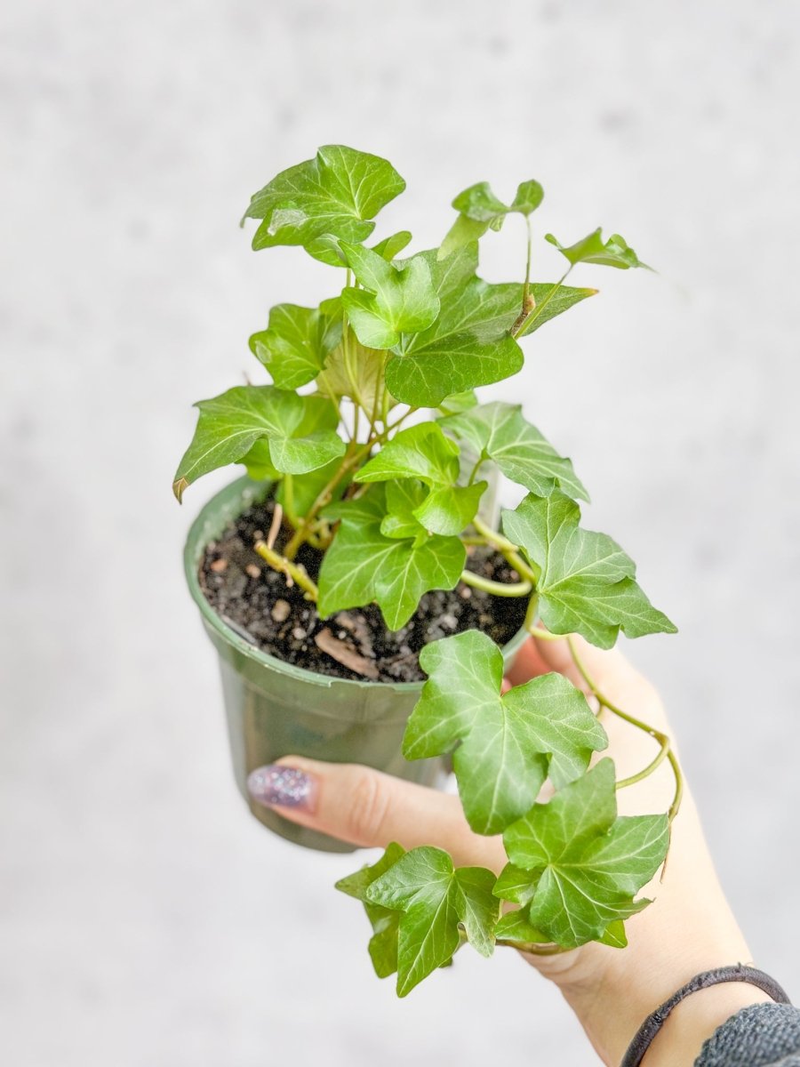 Hedera Helix ‘English Ivy’ - Ed's Plant Shop