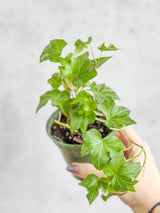 Hedera Helix ‘English Ivy’ - Ed's Plant Shop