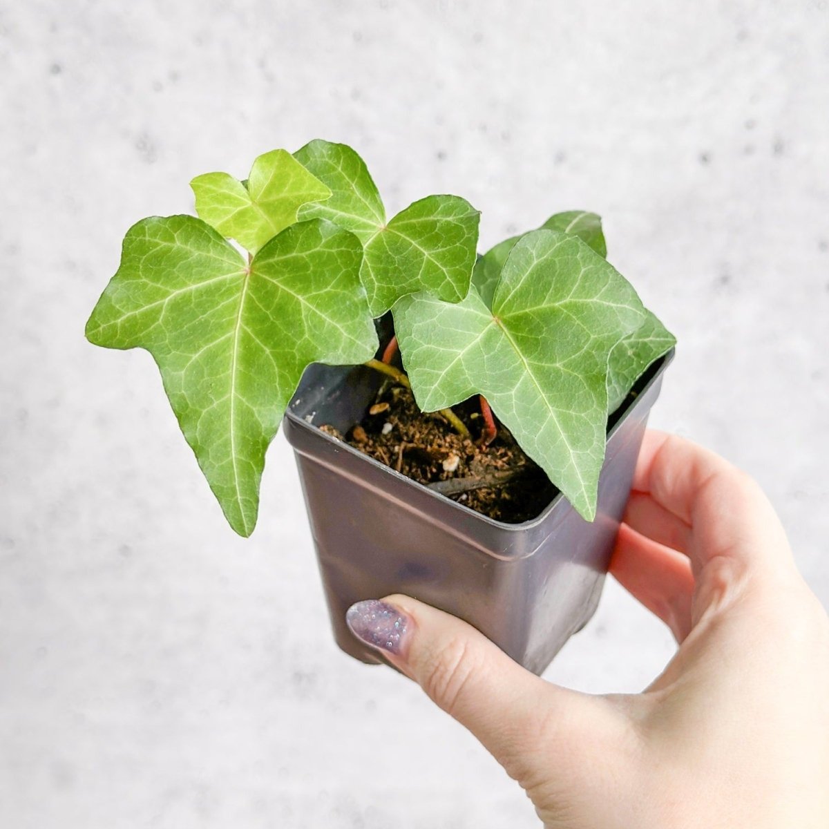 Hedera Helix ‘English Ivy’ - Ed's Plant Shop