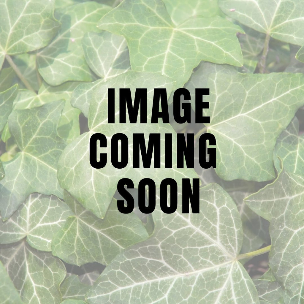 Hedera Helix - English Ivy Full 12" TeePee Form - Ed's Plant Shop