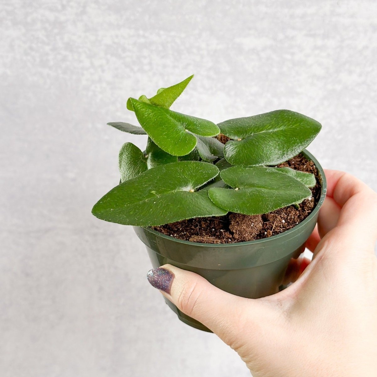 Hemionitis arifolia - Heart Fern - Ed's Plant Shop