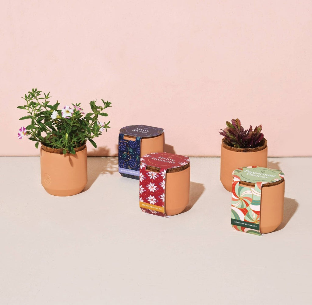 Holiday Tiny Terracotta Grow Kit - Ed's Plant Shop