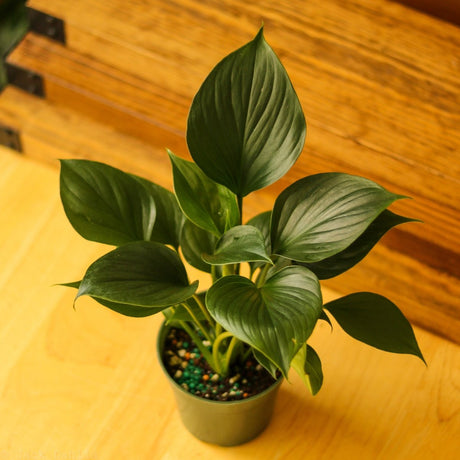 Homalomena ‘Emerald Gem’ - Ed's Plant Shop
