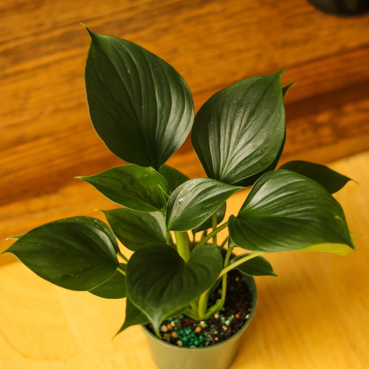 Homalomena 'Emerald Gem' – Low Maintenance Tropical Foliage Plant