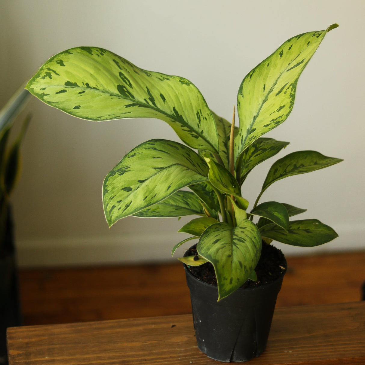 Homalomena 'Selby' - Ed's Plant Shop