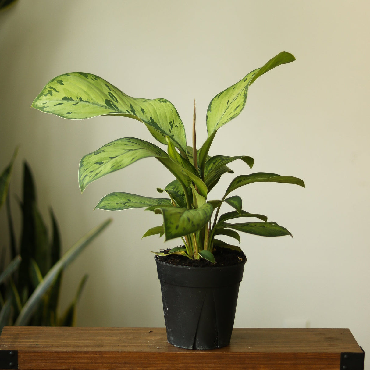 Homalomena 'Selby' - Ed's Plant Shop