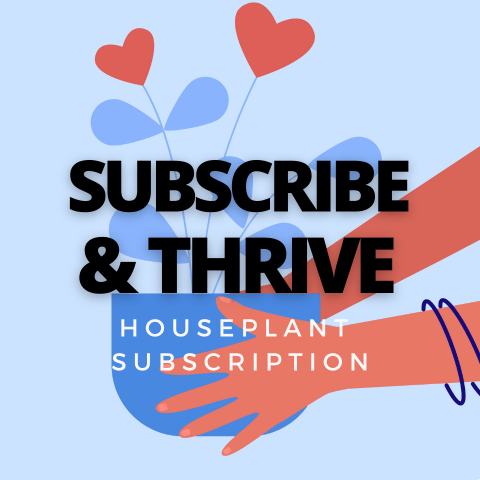 Houseplant Subscription - Subscribe & Thrive! - Ed's Plant Shop