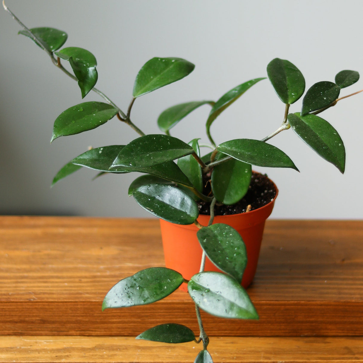 Hoya Carnosa Green 'Wax Plant' - Ed's Plant Shop