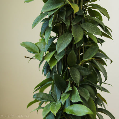 Hoya Carnosa Green 'Wax Plant' - Ed's Plant Shop