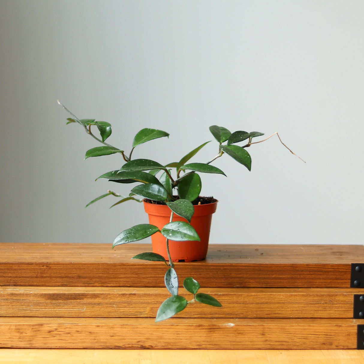 Hoya Carnosa Green 'Wax Plant' - Ed's Plant Shop