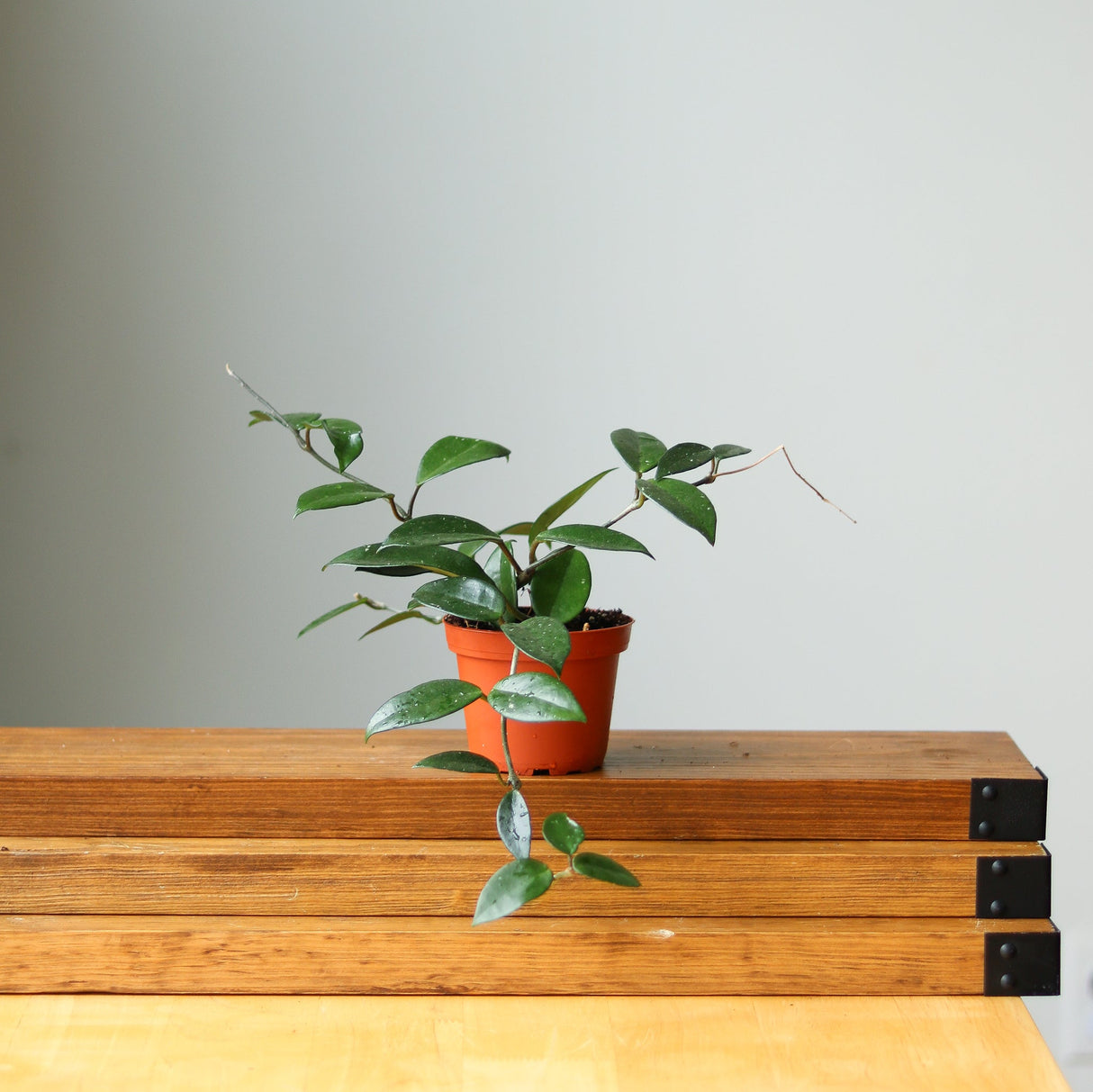 Hoya Carnosa Green 'Wax Plant' - Ed's Plant Shop