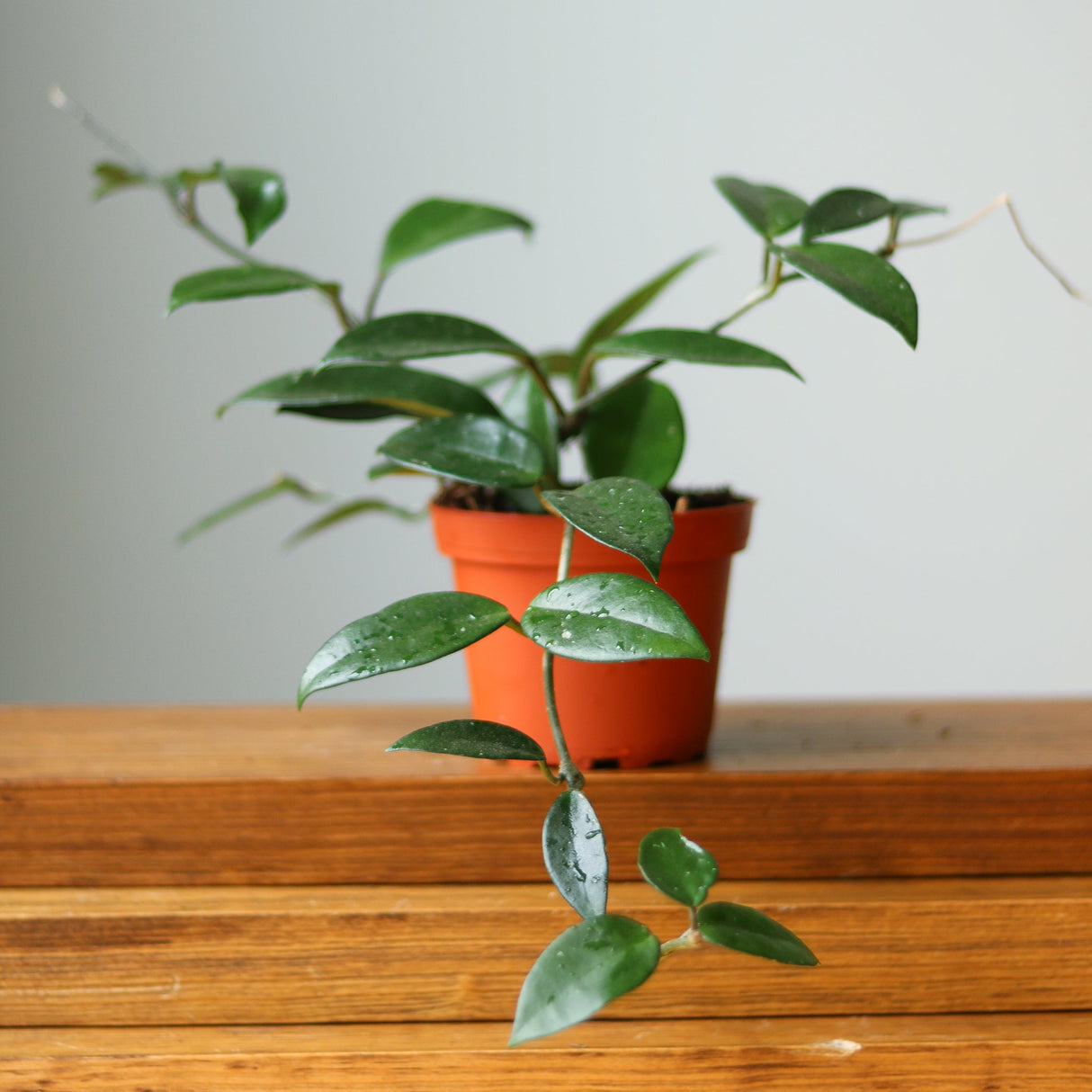 Hoya Carnosa Green 'Wax Plant' - Ed's Plant Shop