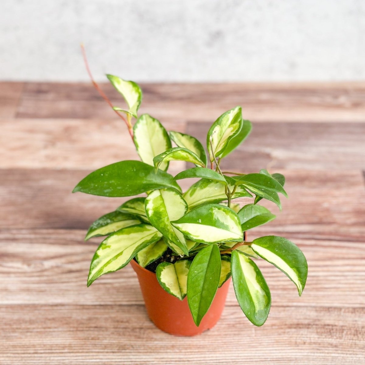 Hoya Carnosa 'Krimson Princess' Wax Plant - Ed's Plant Shop