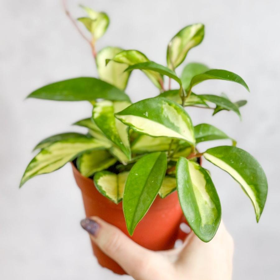 Hoya Carnosa 'Krimson Princess' Wax Plant - Ed's Plant Shop