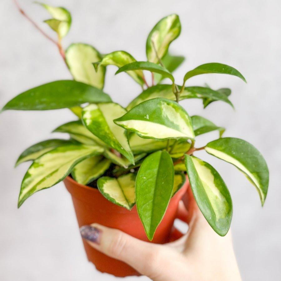 Hoya Carnosa 'Krimson Princess' Wax Plant - Ed's Plant Shop