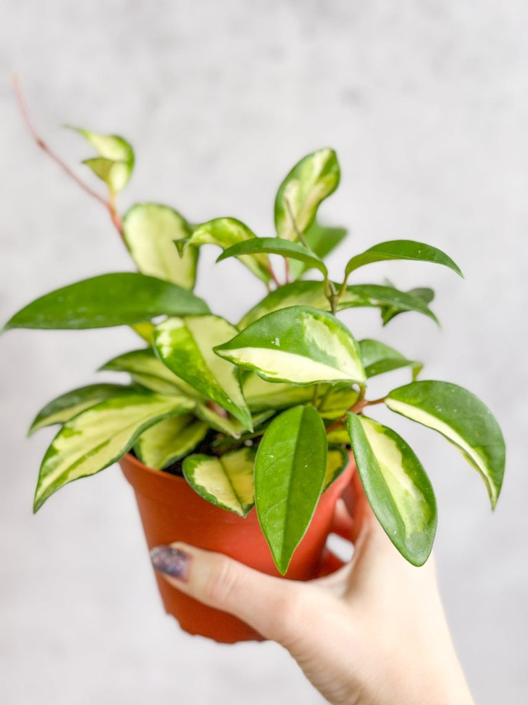 Hoya Carnosa 'Krimson Princess' Wax Plant - Ed's Plant Shop