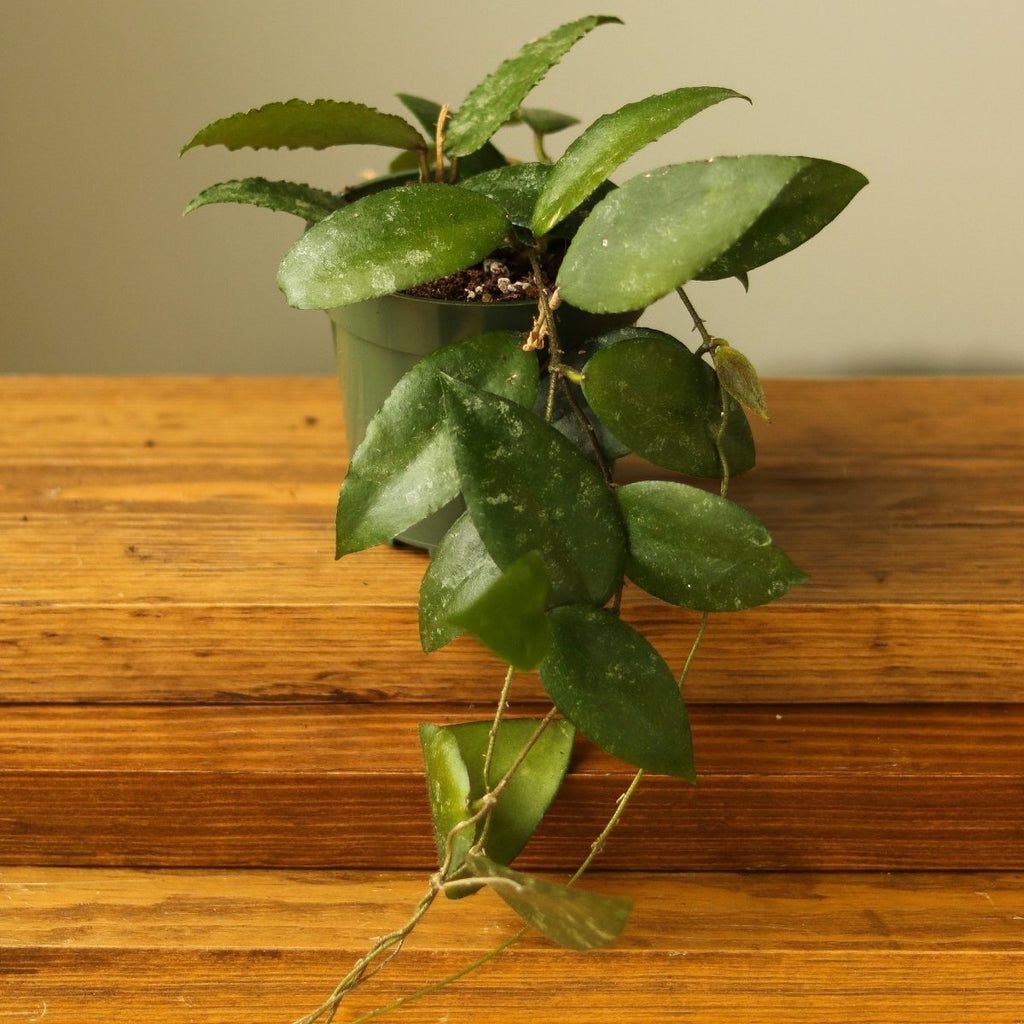 Hoya caudata ‘Sumatra’ Wax Flower - Hanging Basket - Ed's Plant Shop