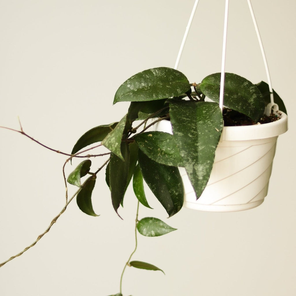 Hoya caudata ‘Sumatra’ Waxvine Hanging Basket - Ed's Plant Shop