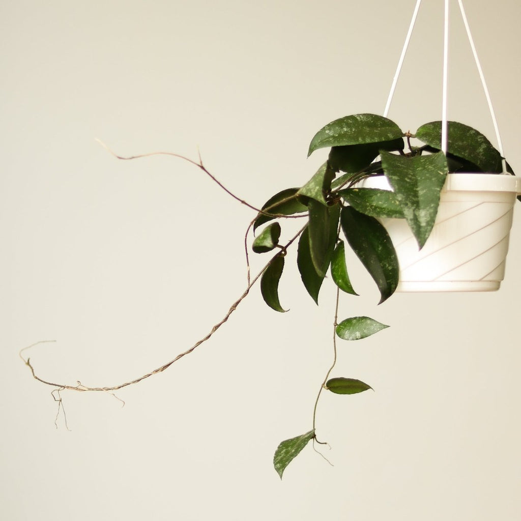 Hoya caudata ‘Sumatra’ Waxvine Hanging Basket - Ed's Plant Shop