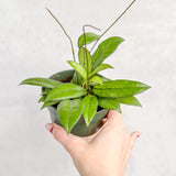 Hoya crassipetiolata - Thick-Leaved Hoya - Ed's Plant Shop