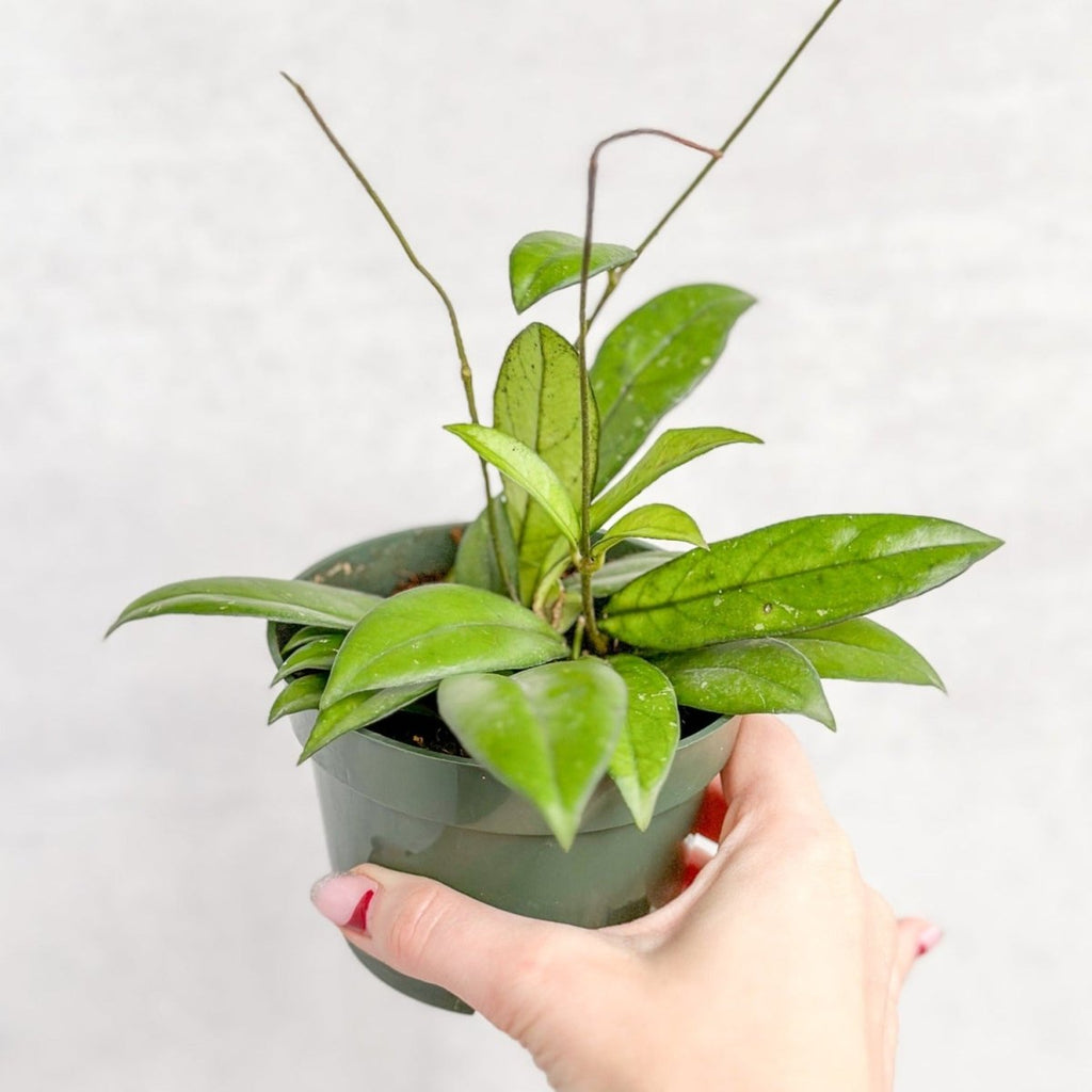 Hoya crassipetiolata - Thick-Leaved Hoya - Ed's Plant Shop