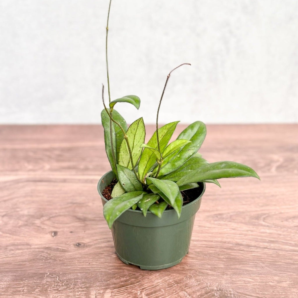 Hoya crassipetiolata - Thick-Leaved Hoya - Ed's Plant Shop