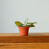 Hoya Gracilis - Ed's Plant Shop