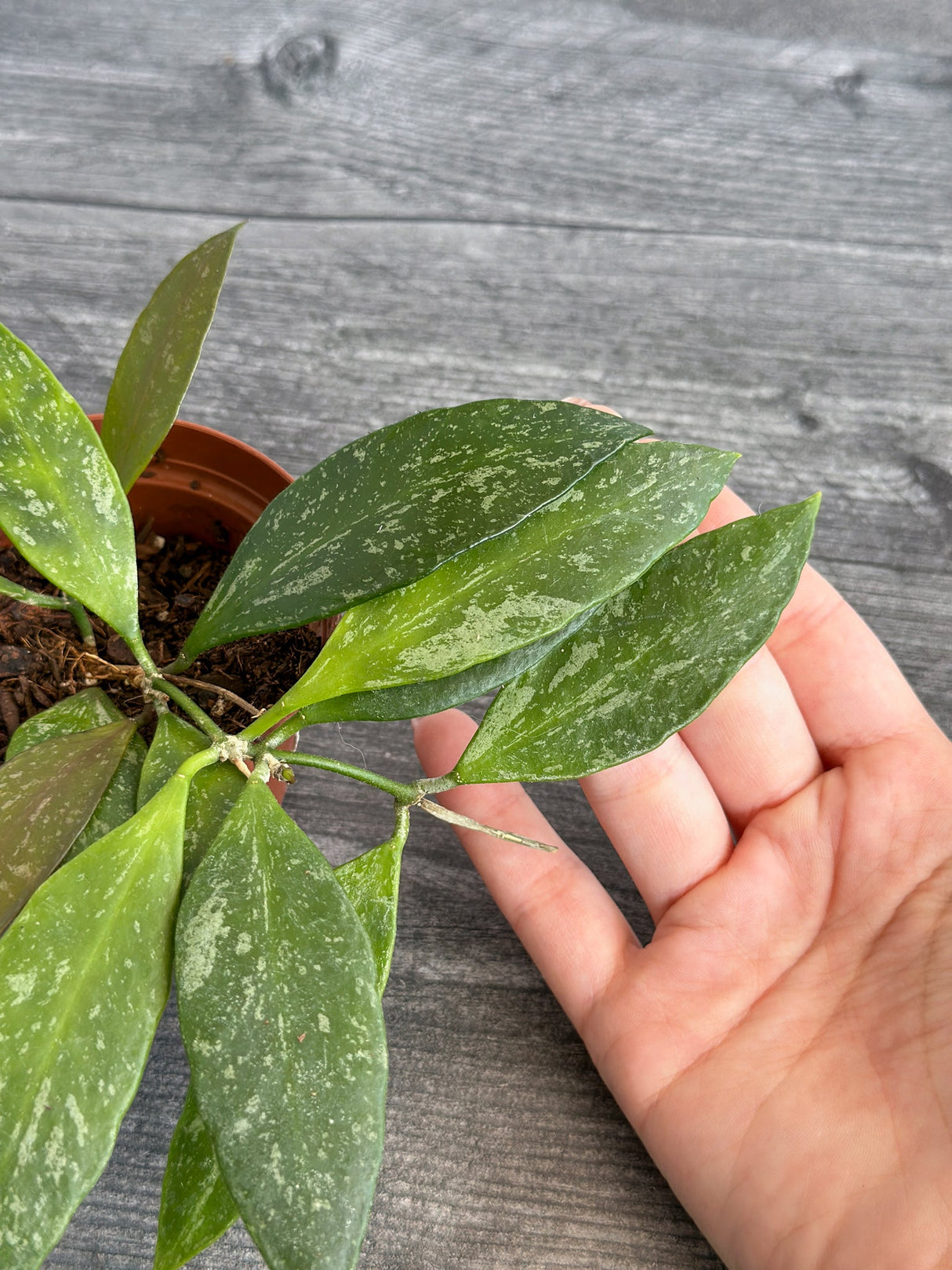 Hoya Gracilis - Ed's Plant Shop