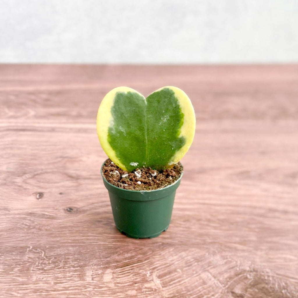 Hoya kerrii - Variegated Hoya Heart Plant - Ed's Plant Shop