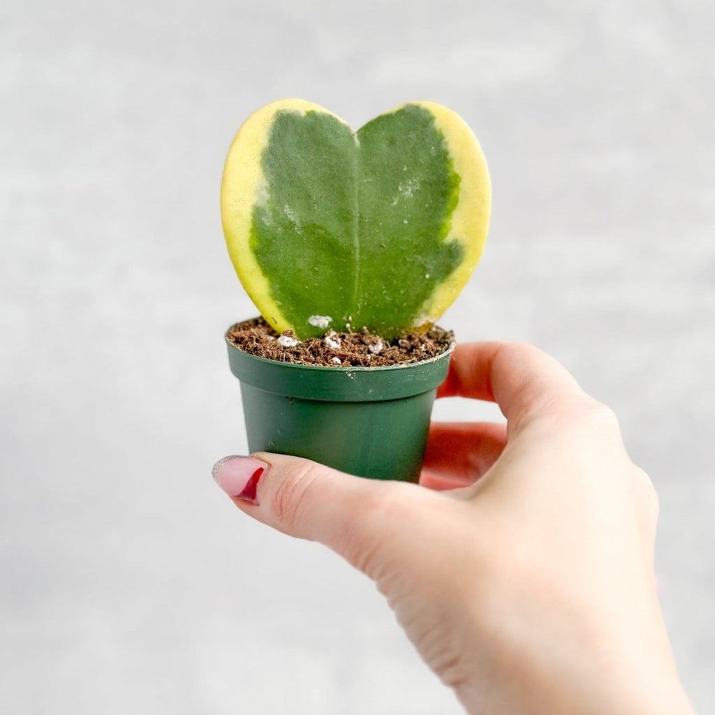Hoya kerrii - Variegated Hoya Heart Plant - Ed's Plant Shop