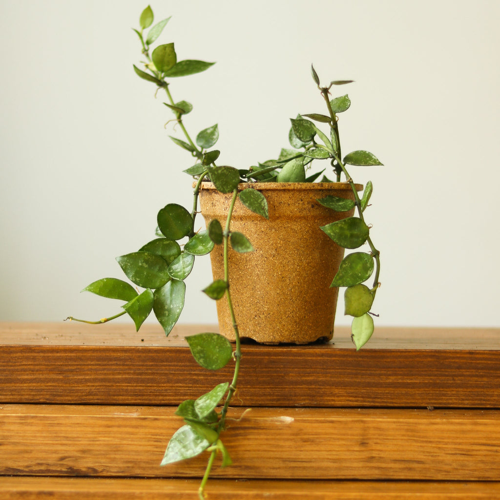 Hoya krohniana - Ed's Plant Shop