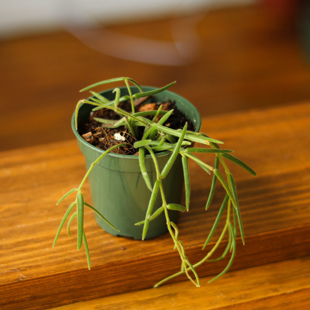 Hoya linearis - Wax Vine - Ed's Plant Shop