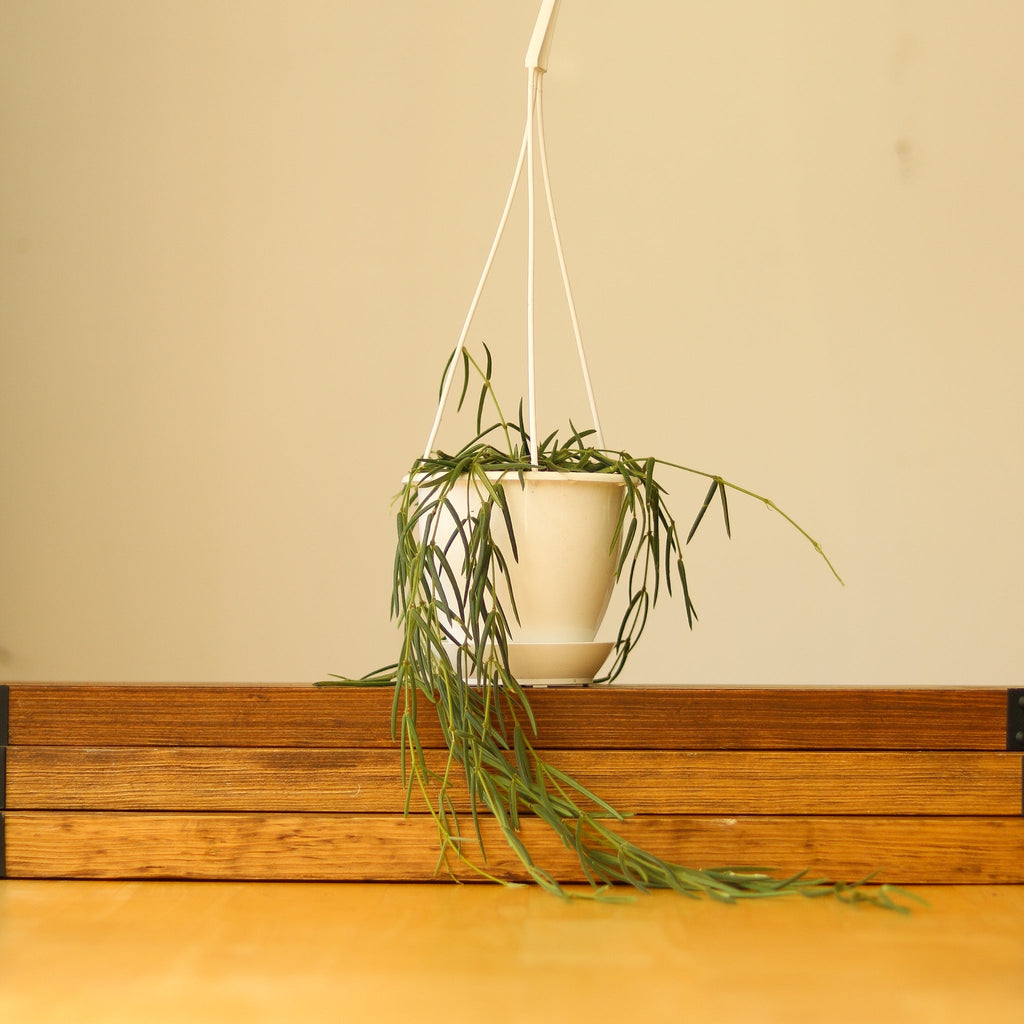 Hoya linearis - Wax Vine - Ed's Plant Shop