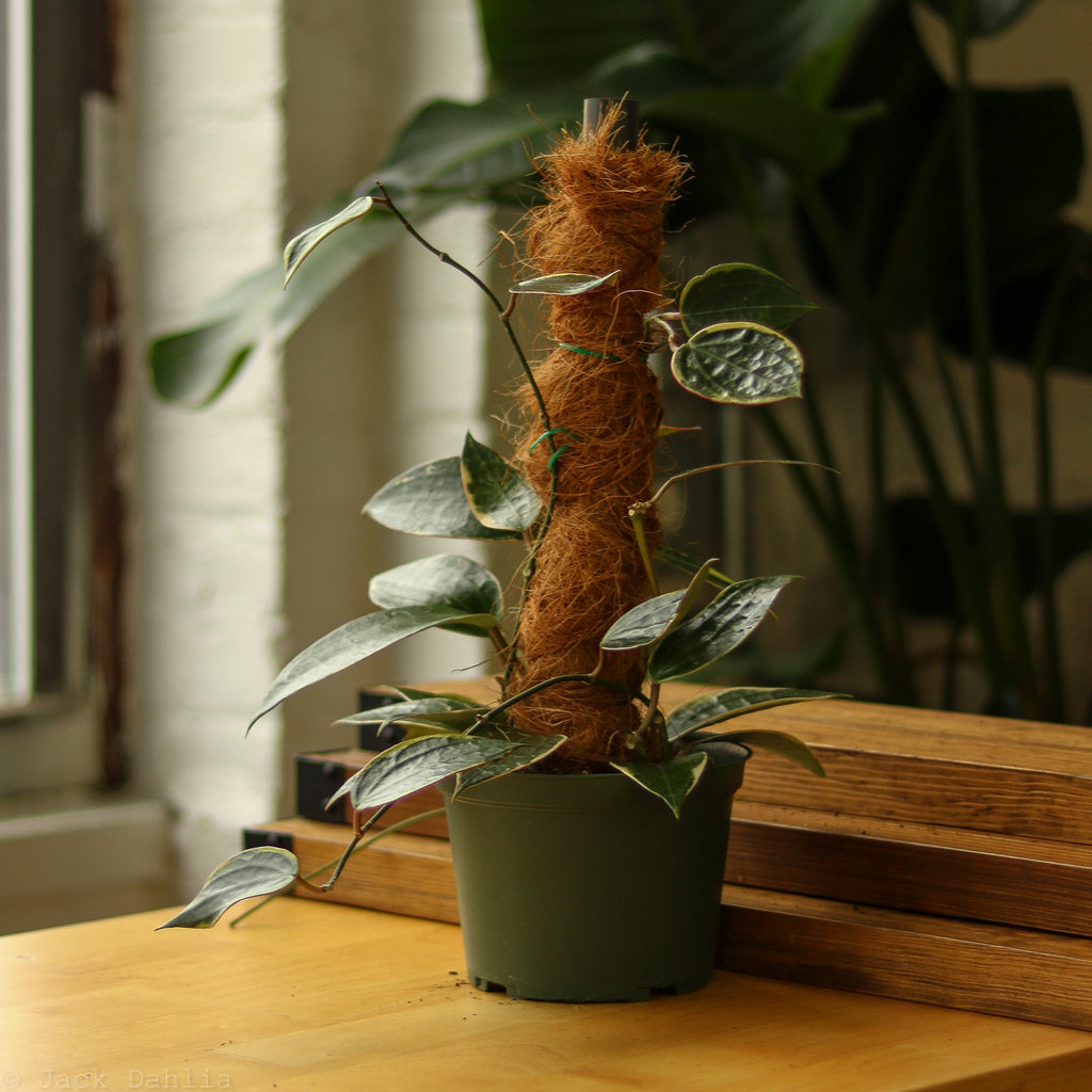 Hoya Macrophylla - Ed's Plant Shop
