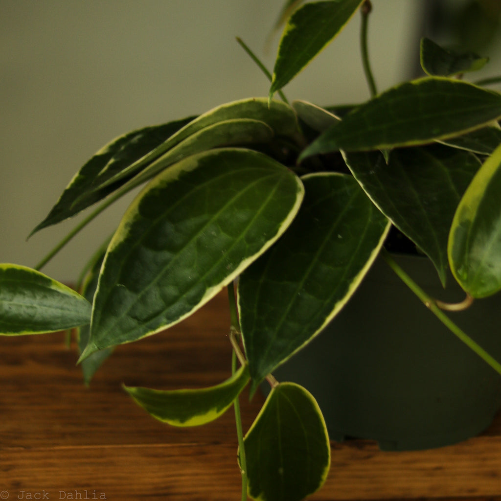 Hoya Macrophylla - Ed's Plant Shop