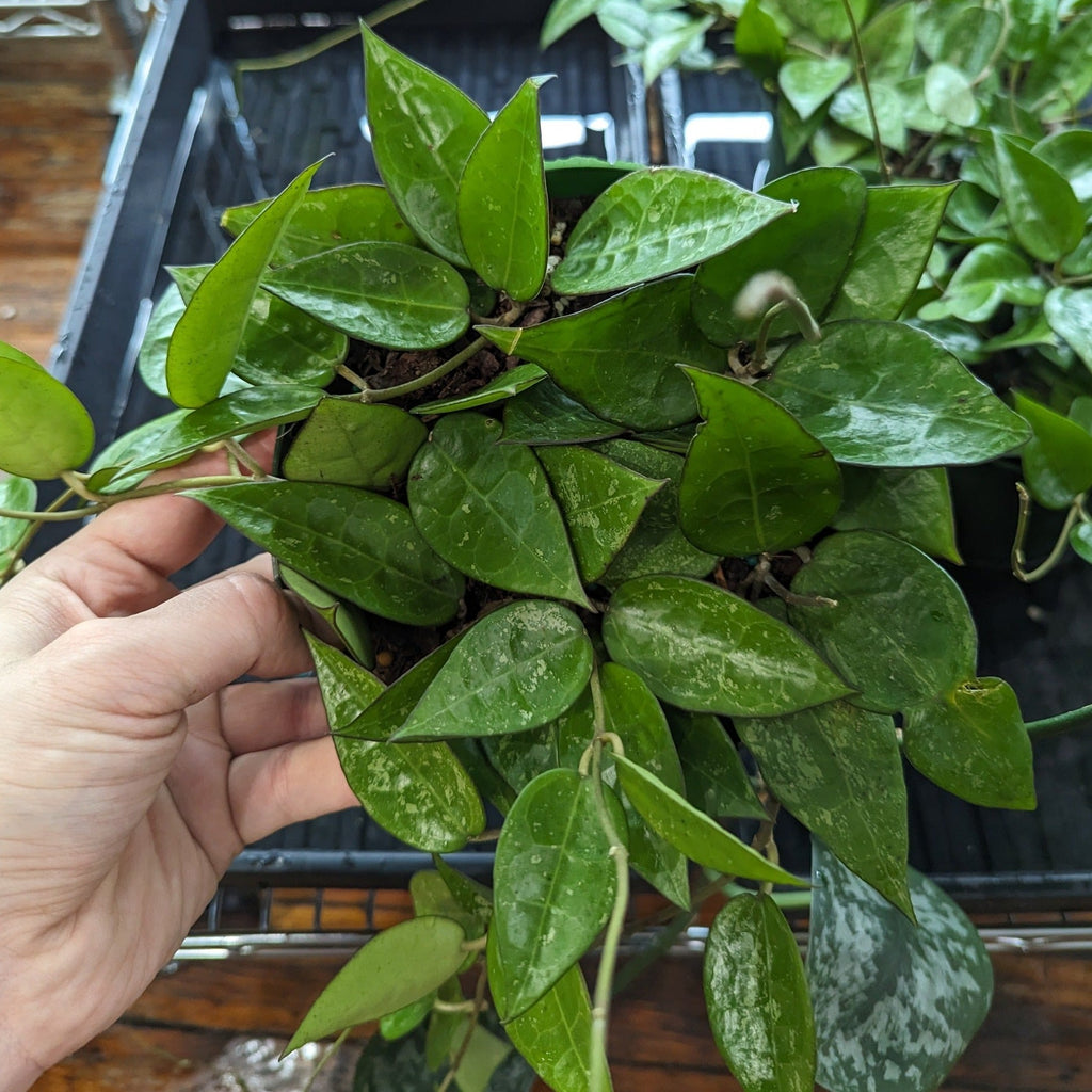 Hoya parasitica 'Black Margin' - Black Margin Hoya - Ed's Plant Shop