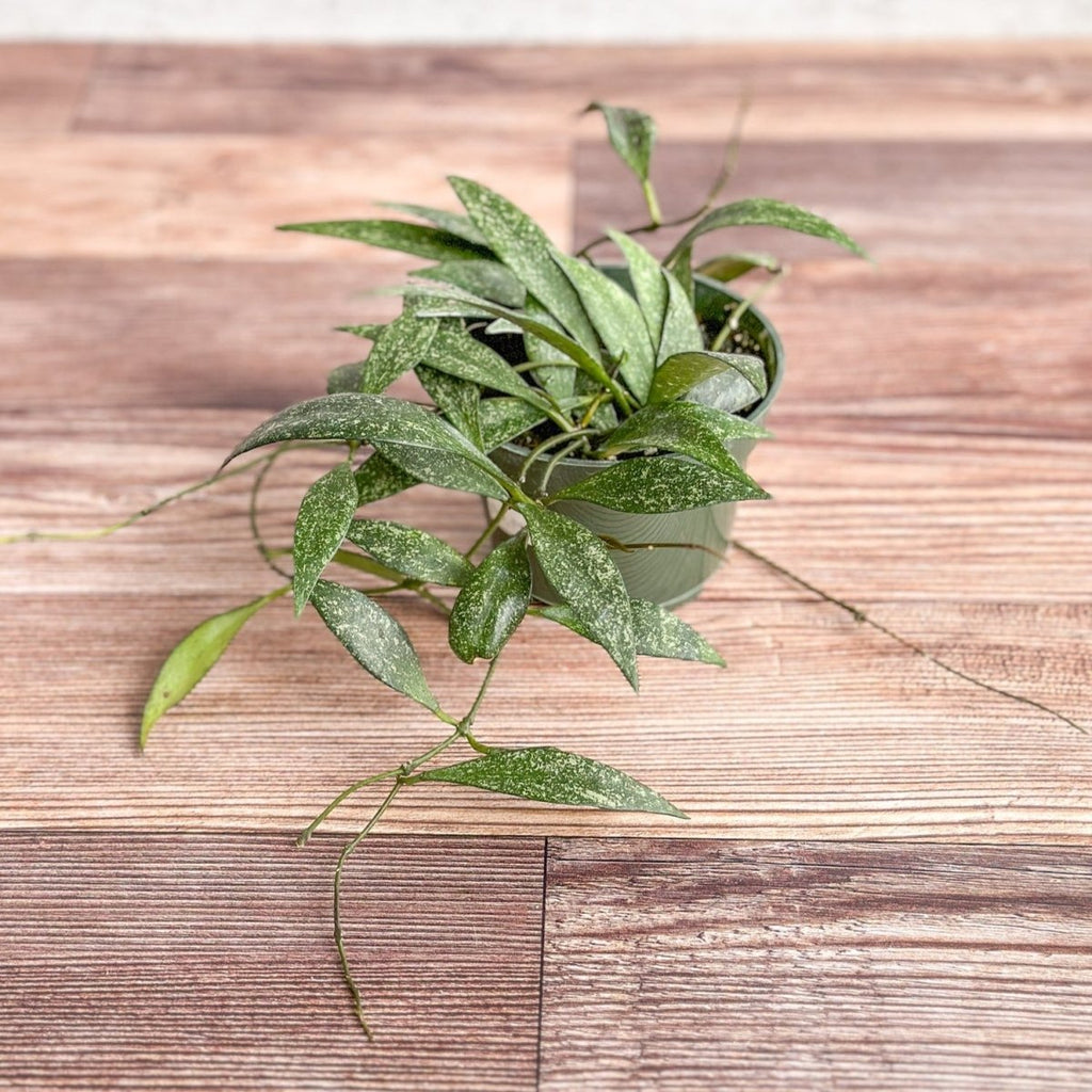 Hoya paviflora - Dappled Wax Plant - Ed's Plant Shop