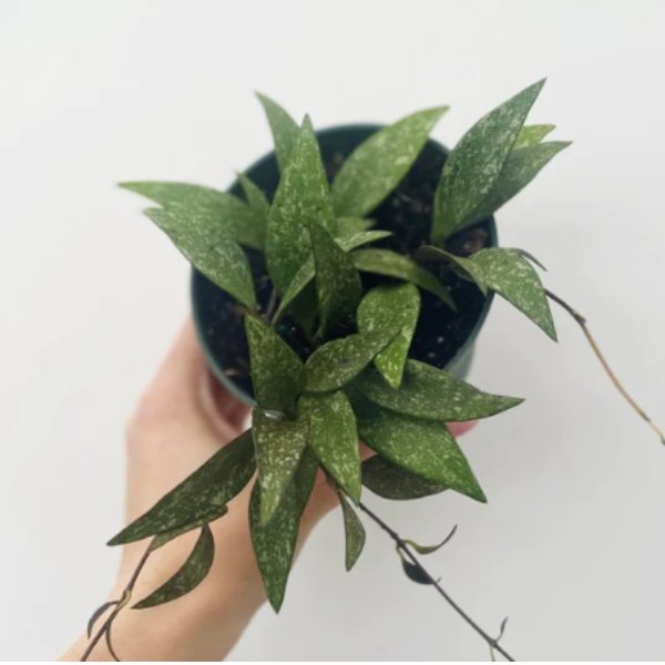 Hoya paviflora - Dappled Wax Plant - Ed's Plant Shop