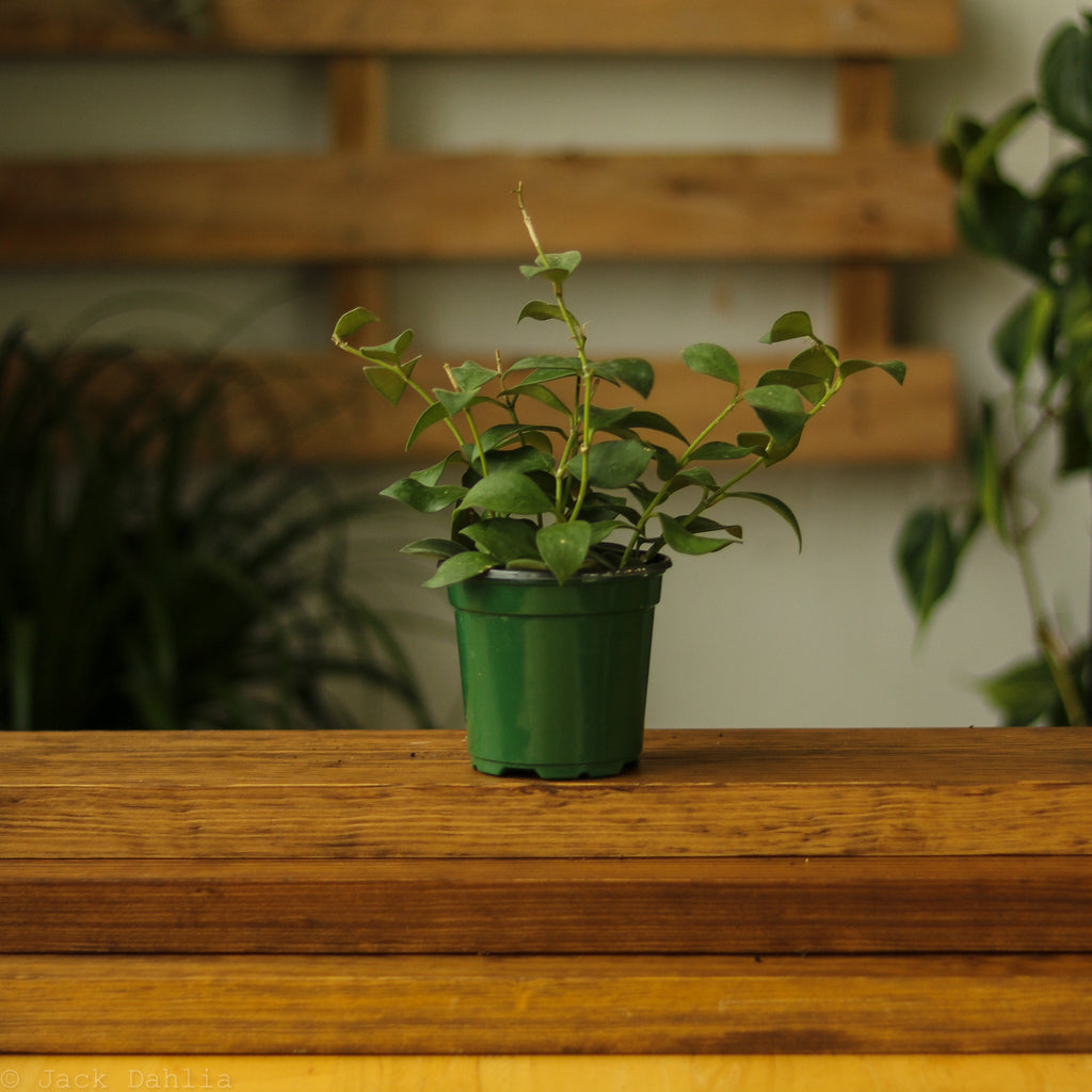 Hoya pubera - Ed's Plant Shop