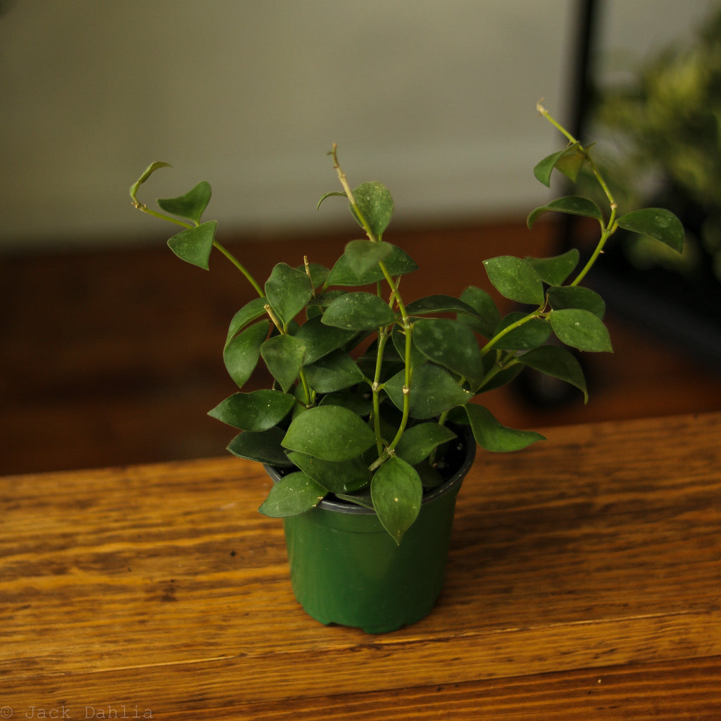 Hoya pubera - Ed's Plant Shop