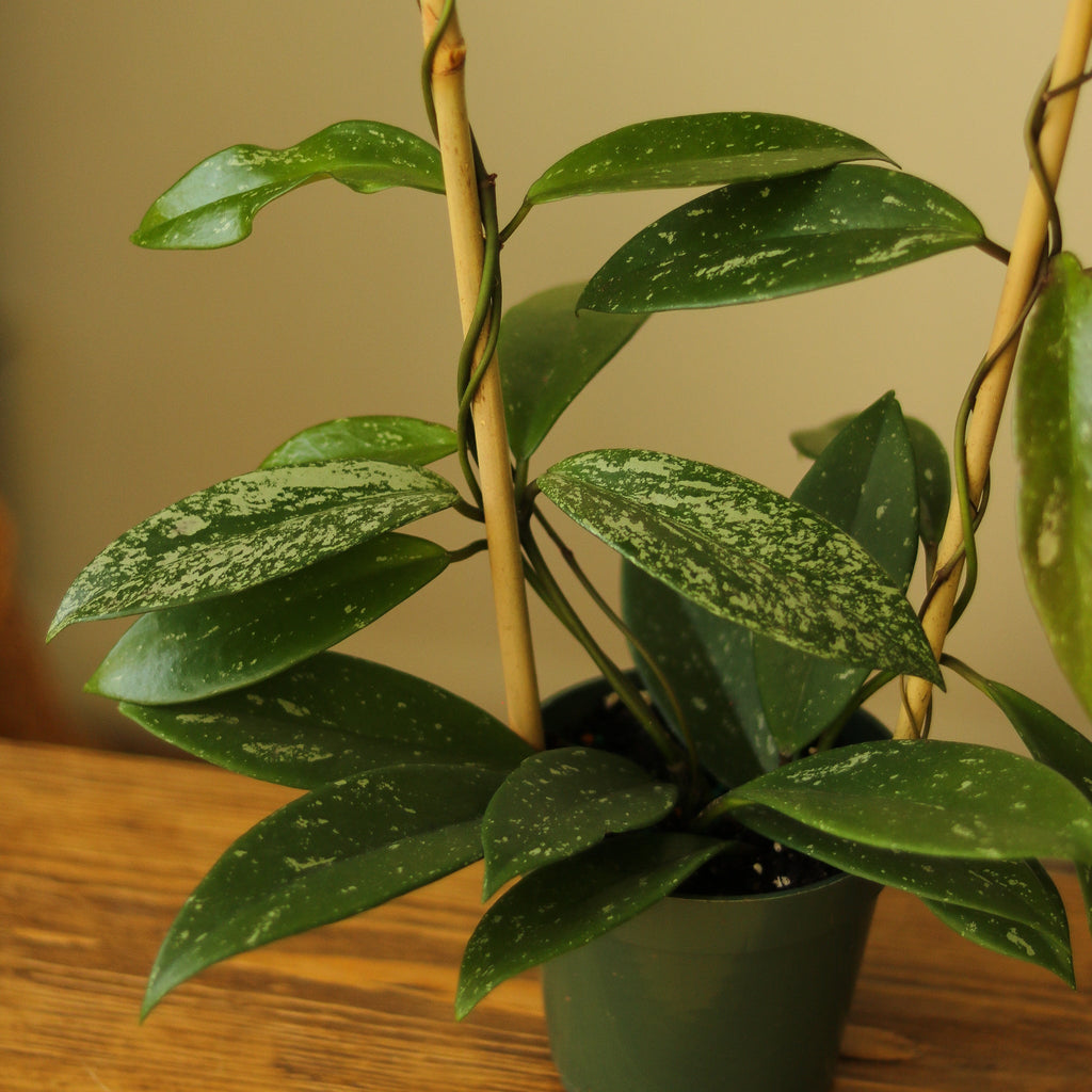 Hoya Pubicalyx 'Splash' Wax Plant - Ed's Plant Shop